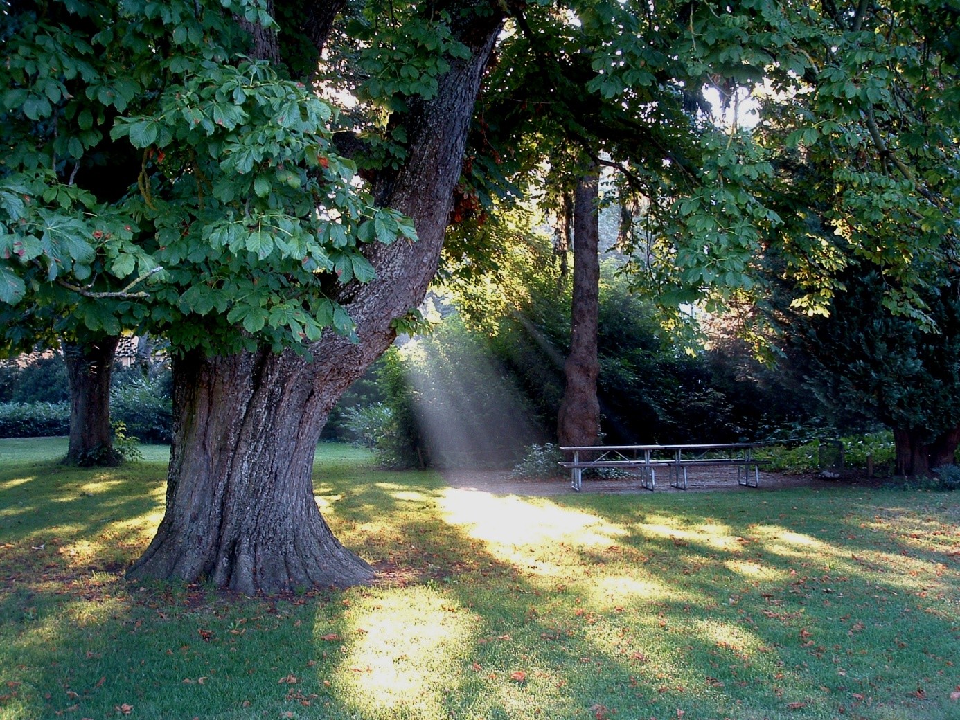 Alter Kastanienbaum im Schweizer Wald - Waldbaden und Naturverbindung unter mächtigen Bäumen