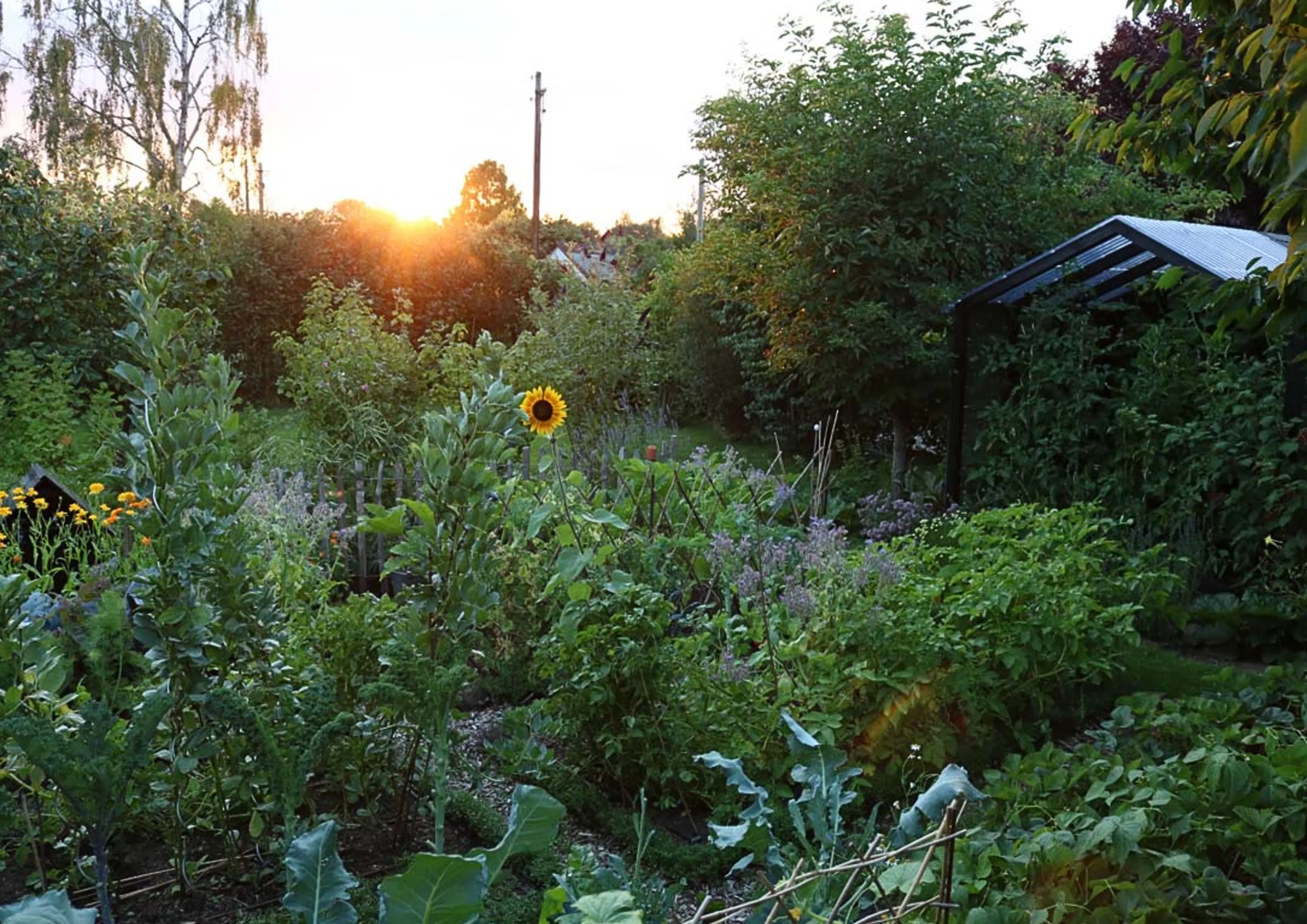 Gesunder Gartenboden - Basis allen Lebens, fruchtbare Erde für nachhaltigen Gemüseanbau