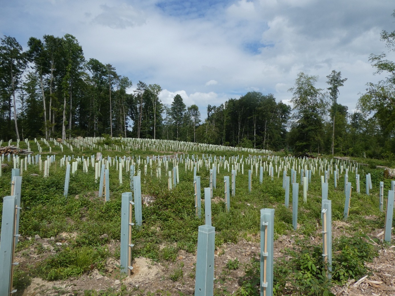 Aufforstung mit Schutzhüllen - künstlicher Waldumbau mit klimafitten Bäumen statt natürlicher Waldentwicklung