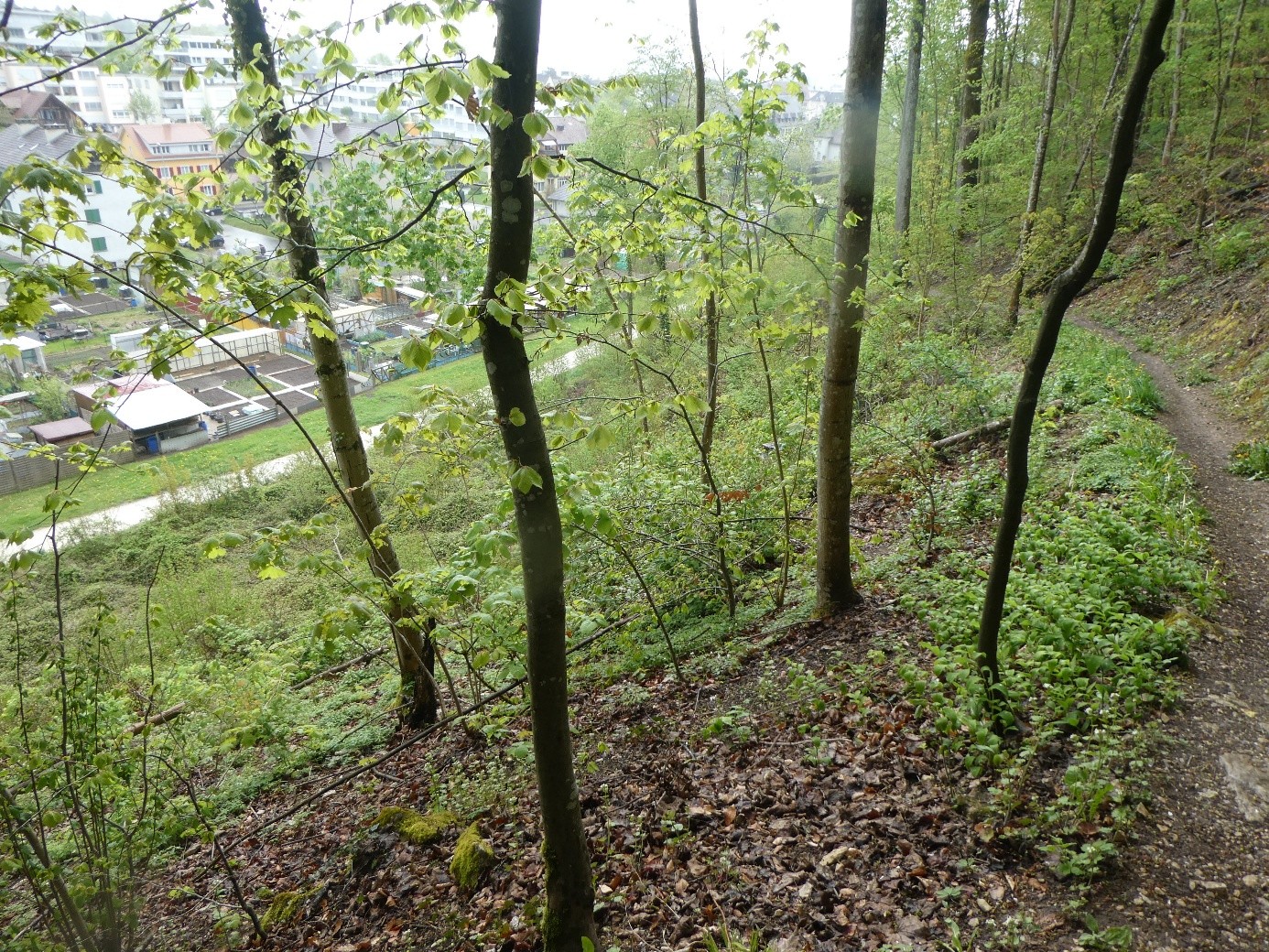 Das Erbe des Waldes - intakter Dauerwald mit Bäumen aller Altersstufen als Erbe für kommende Generationen