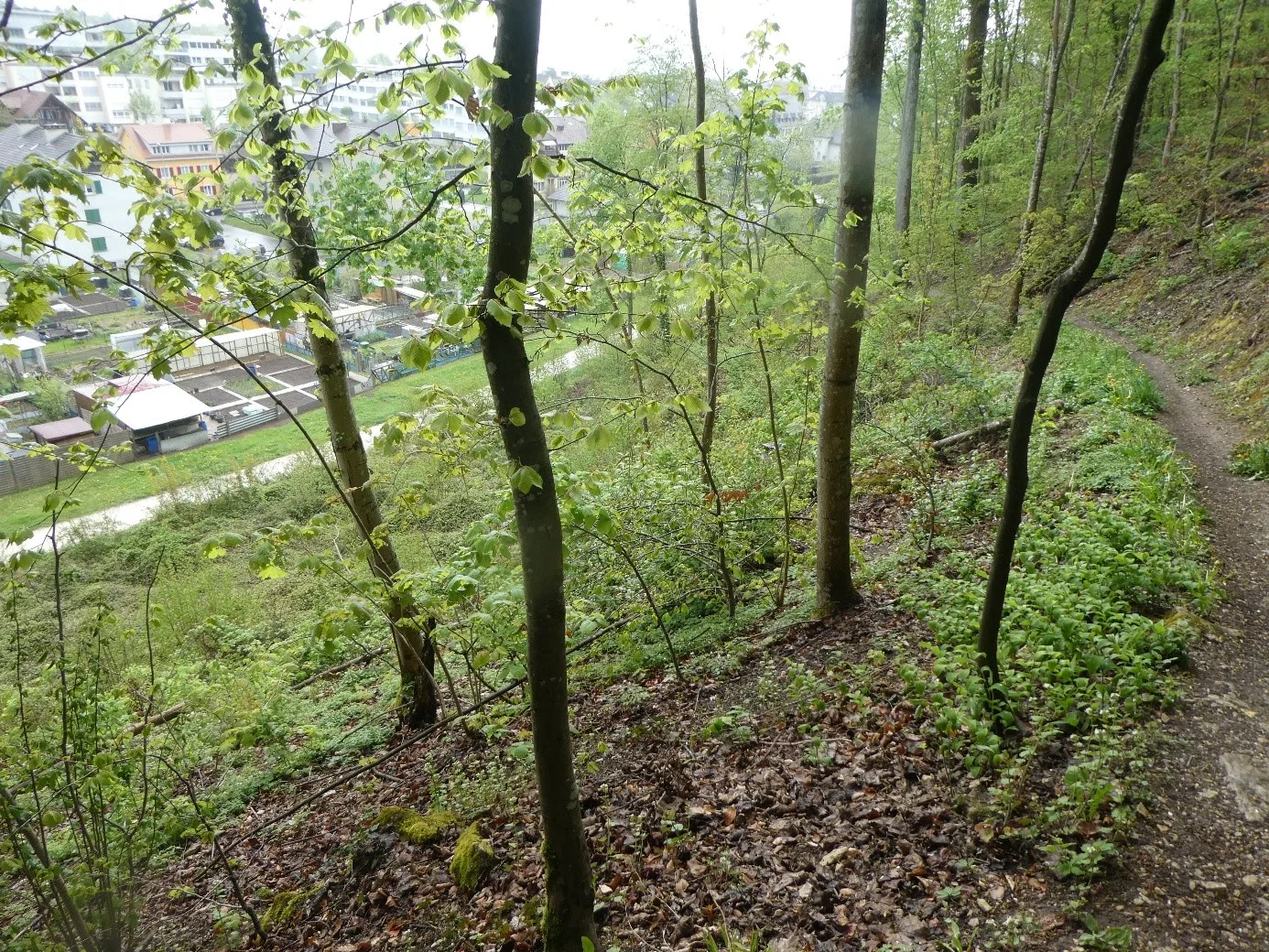 Das Erbe des Waldes - intakter Dauerwald mit Bäumen aller Altersstufen als Erbe für kommende Generationen