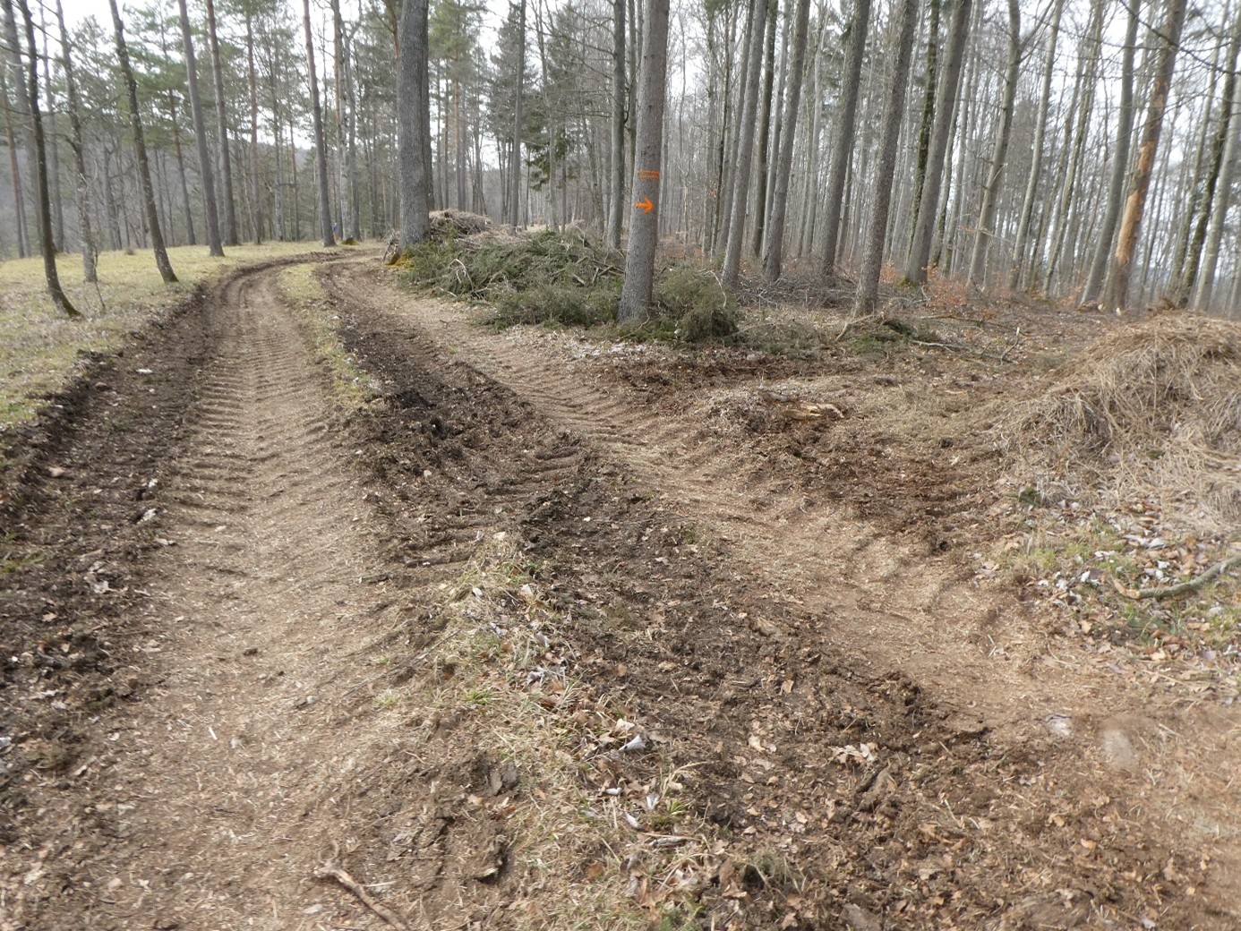 Intensivnutzung im Wald Hoher Hengst 2024 - nutzungsorientierte Forstwirtschaft statt ökologischer Waldschutz