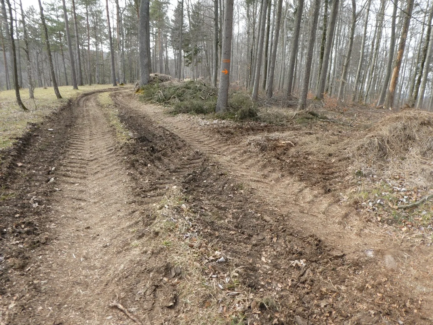 Intensivnutzung im Wald Hoher Hengst 2024 - nutzungsorientierte Forstwirtschaft statt ökologischer Waldschutz