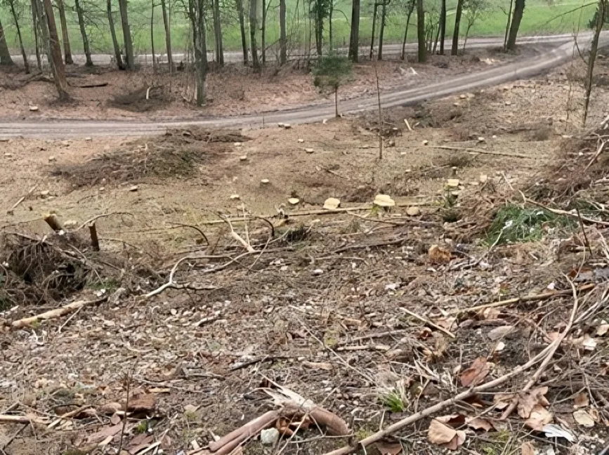 Ausgelichteter Wald - Verlust des natürlichen Waldbinnenklimas durch zu starke Auslichtung