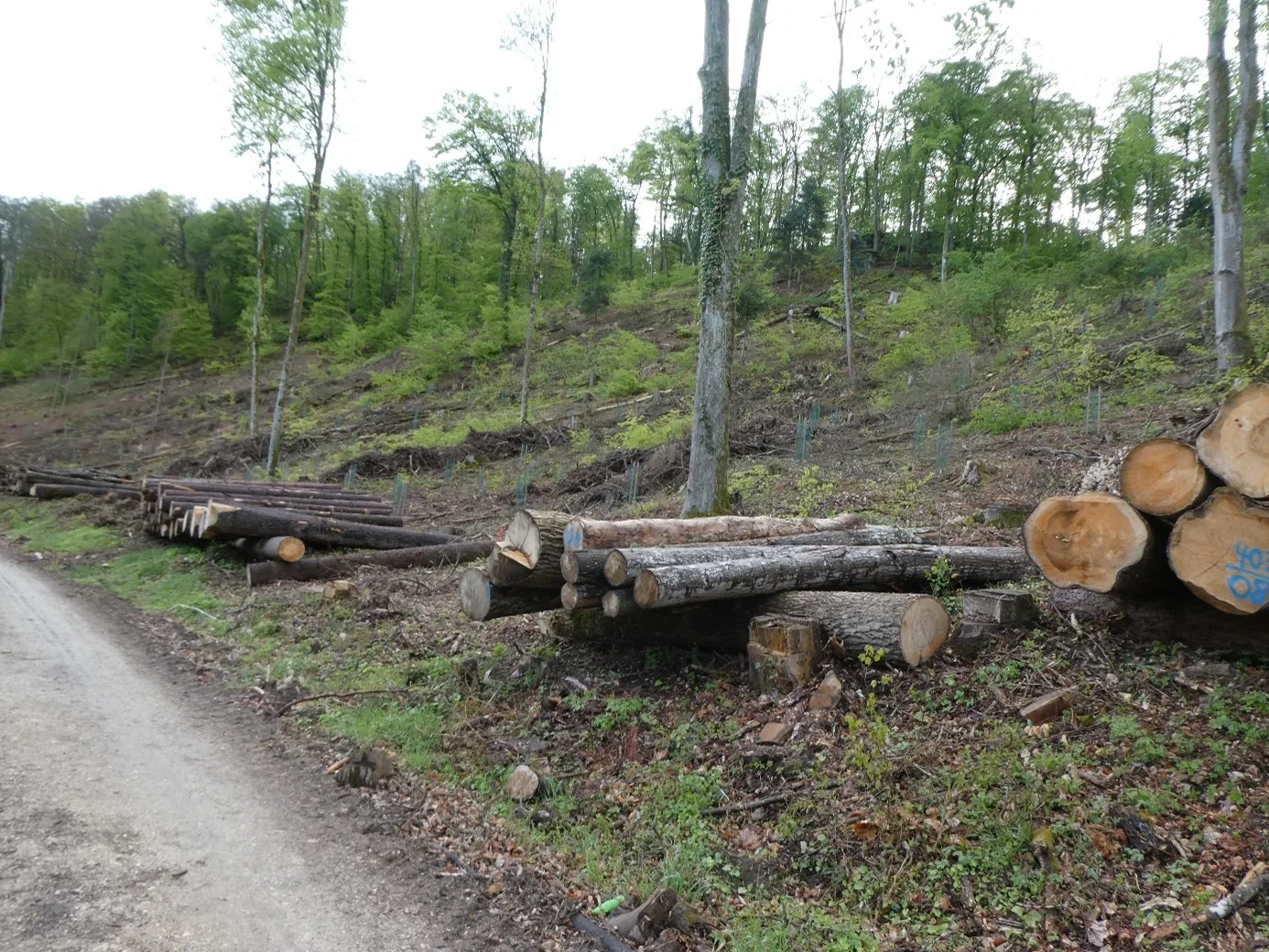 Waldrodung und Kahlschlag - Abholzung der Wälder als Faktor für ökologisches Ungleichgewicht