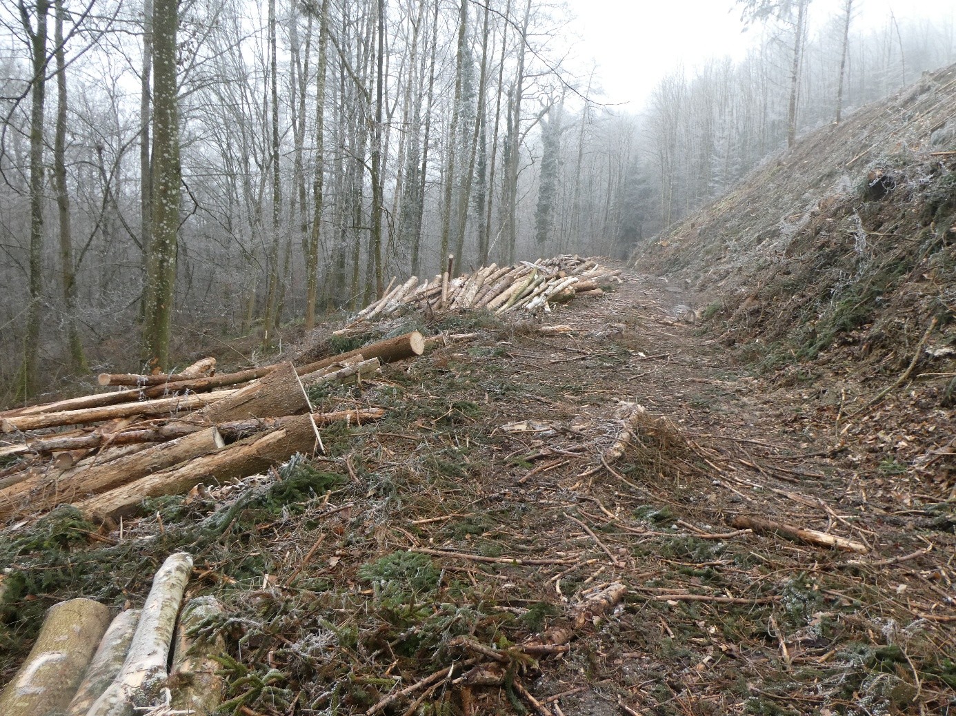 Kahle Waldfläche nach Abholzung - Verlust von Biodiversität und Waldökosystem