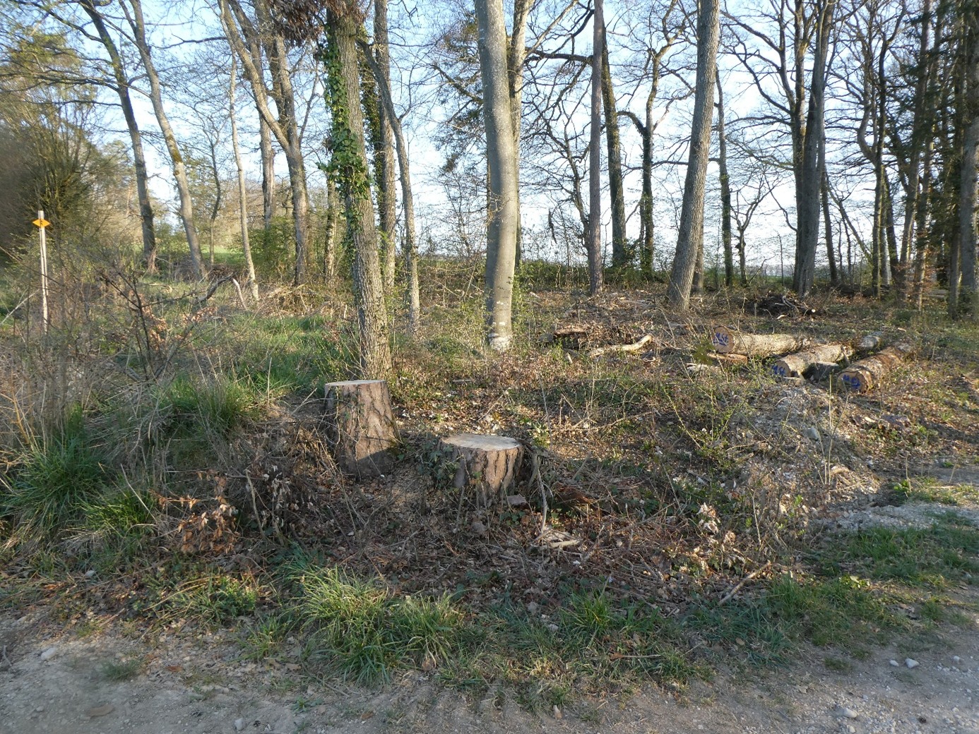 Junge Aufforstung nach Kahlschlag - neuer Wald braucht Jahrzehnte bis zum funktionsfähigen Ökosystem