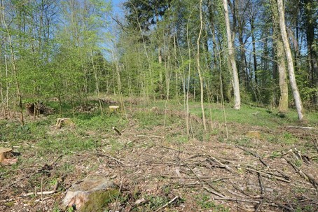 Zerstörter Dauerwald nach vorzeitiger Verjüngung - dünne Bäumchen statt alter Bäume, Verlust der natürlichen Altersstruktur