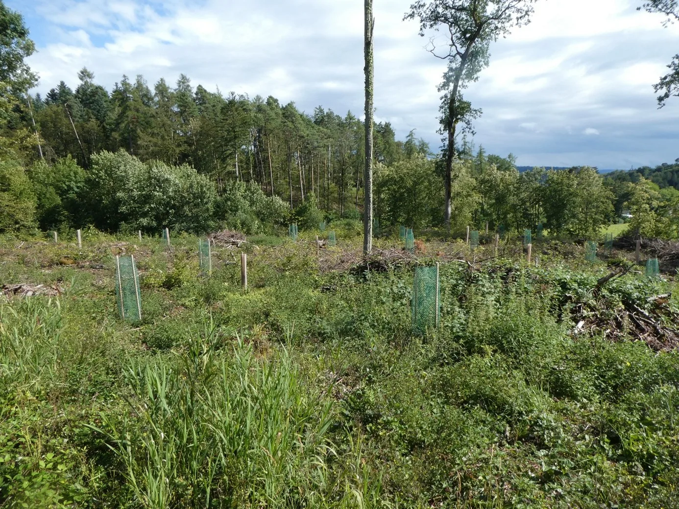 Pantli Wald Schaffhausen - Beispiel für Waldumbau und Konzept Waldbau in der Schweiz