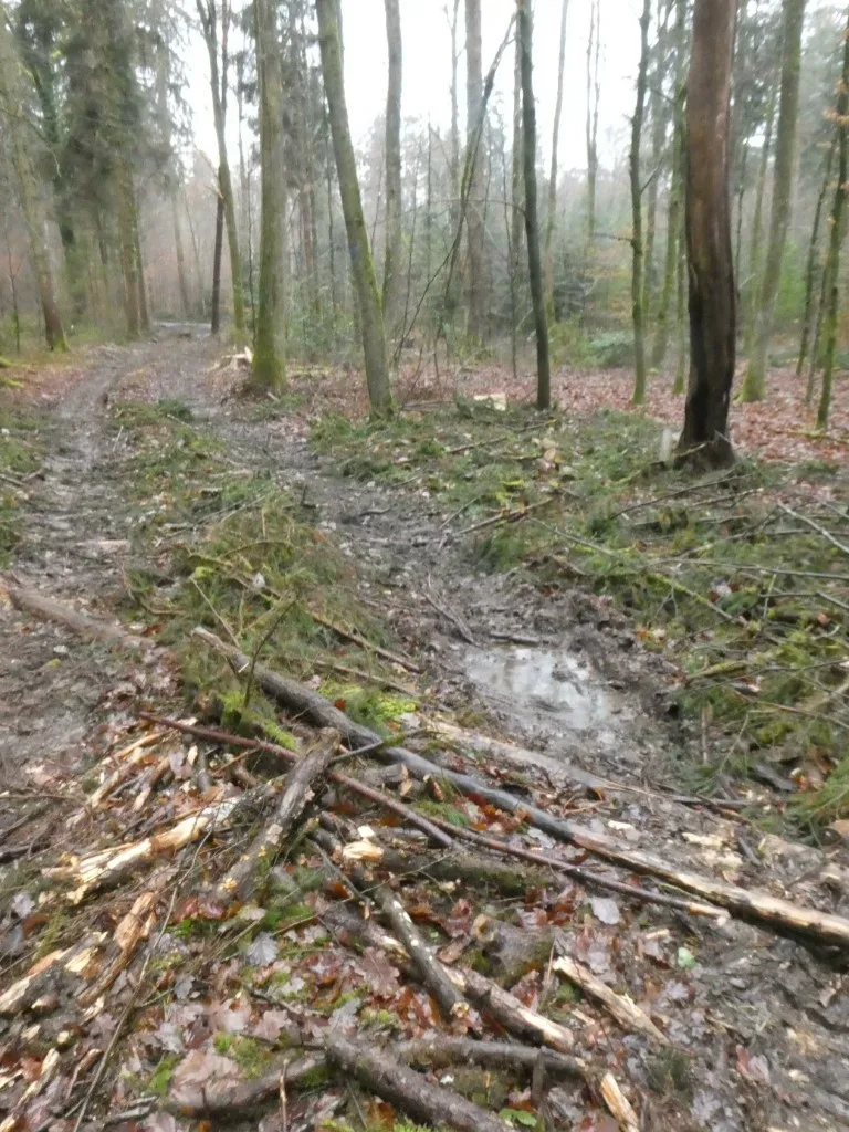 Beschädigte Waldwege und Rückegassen – schwere Maschinen hinterlassen tiefe Spuren im Waldboden